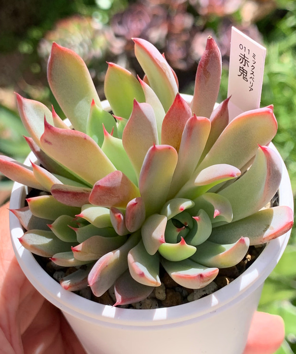 人気レア品種！☆赤鬼（3頭）多肉植物 自家栽培 国産 多肉植物 美 