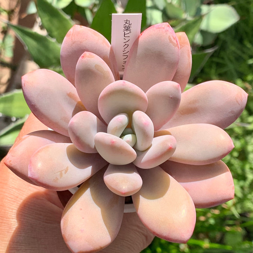 超レア品種！☆国産丸葉ピンクシフォン 多肉植物 自家栽培 多肉植物 美