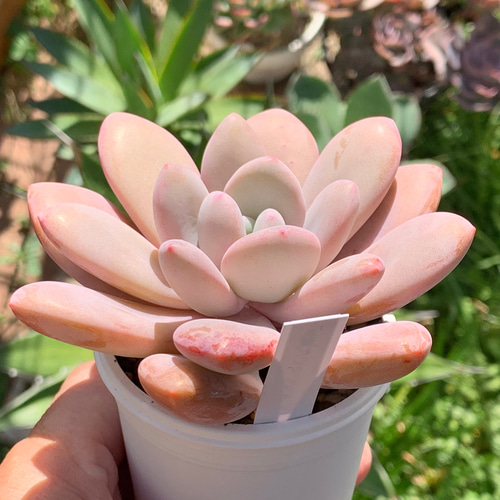 多肉植物^o^ 葉挿し赤ちゃん　ピンクシフォン 多肉植物^o^ 葉挿し赤ちゃん ピンクシフォン