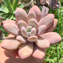 多肉植物^o^ 葉挿し赤ちゃん　ピンクシフォン 多肉植物^o^ 葉挿し赤ちゃん ピンクシフォン