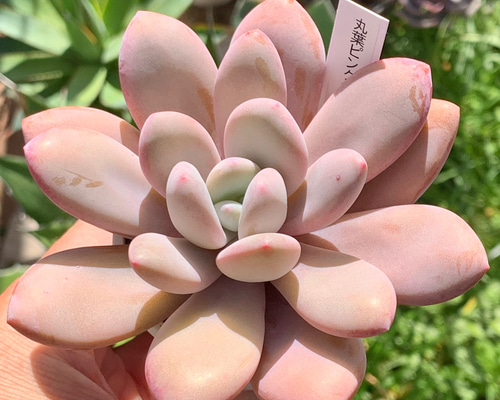 多肉植物^o^ 葉挿し赤ちゃん　ピンクシフォン 多肉植物^o^ 葉挿し赤ちゃん ピンクシフォン 超希少レア品種！☆国産