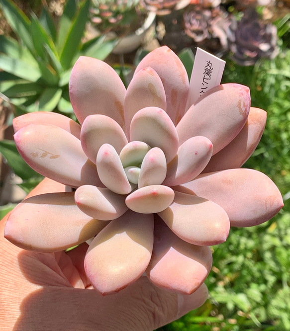 超レア品種！☆国産丸葉ピンクシフォン 多肉植物 自家栽培 多肉