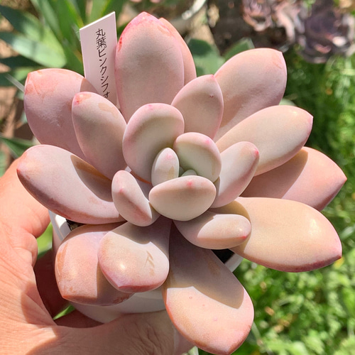 超レア品種！☆国産丸葉ピンクシフォン 多肉植物 自家栽培 多肉植物 美