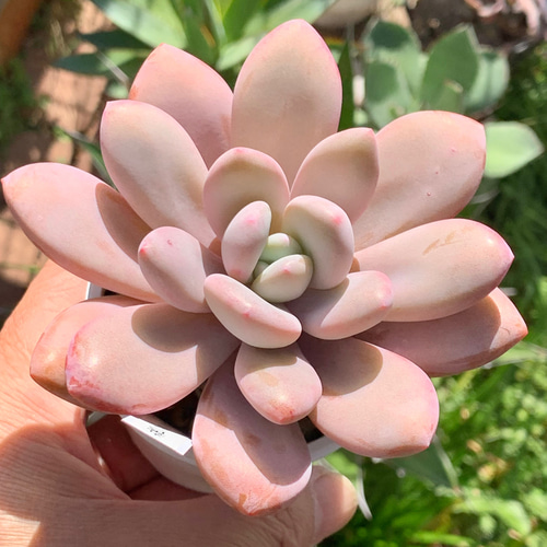 超レア品種！☆国産丸葉ピンクシフォン 多肉植物 自家栽培 多肉植物 美