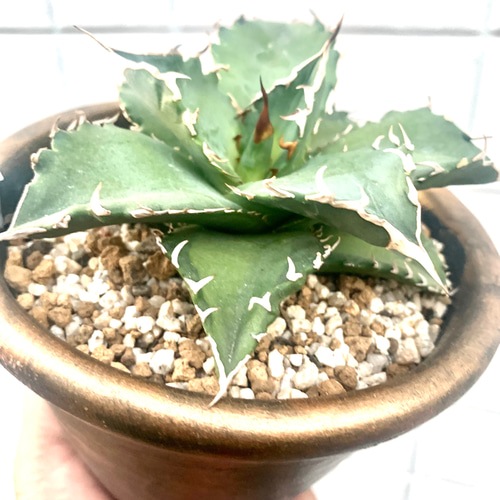 ANアガベ 多肉植物J 白鯨錦 白覆輪斑 子株珍しい希少株美株 