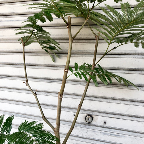 幹真っ直ぐ ネムノキ エバーフレッシュ 01 その他インテリア雑貨