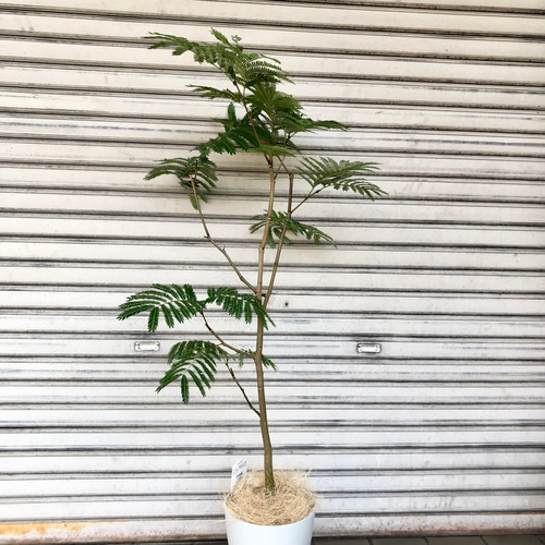 幹真っ直ぐ ネムノキ エバーフレッシュ 01 その他インテリア雑貨