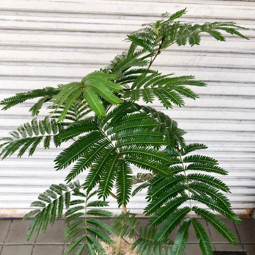 エバーフレッシュ ネムノキ まがり 樹高1m