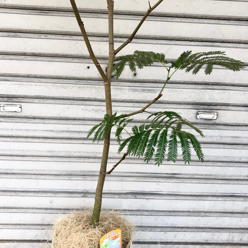 幹真っ直ぐ ネムノキ エバーフレッシュ 01 その他インテリア雑貨