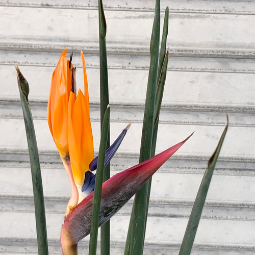 スタイル良好 花芽付き ストレリチア ノンリーフ その他インテリア雑貨