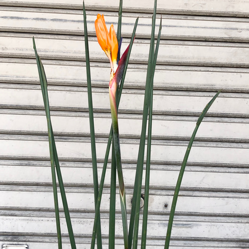 スタイル良好 花芽付き ストレリチア ノンリーフ その他