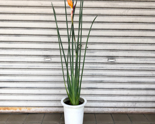 ストレリチア　ノンリーフ　黄花 ストレチアノンリーフ | FEEL THE GREEN | 姫路の観葉植物取扱店舗