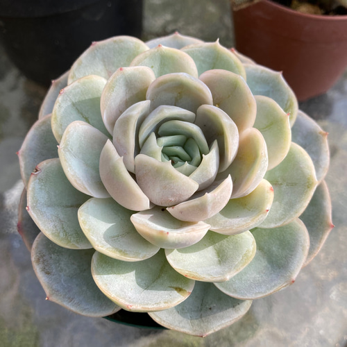 多肉植物エケベリア　ブルーサプライズ 多肉植物 エケベリア ブルーサプライズ 9cmポット 苗 ロゼッタ状