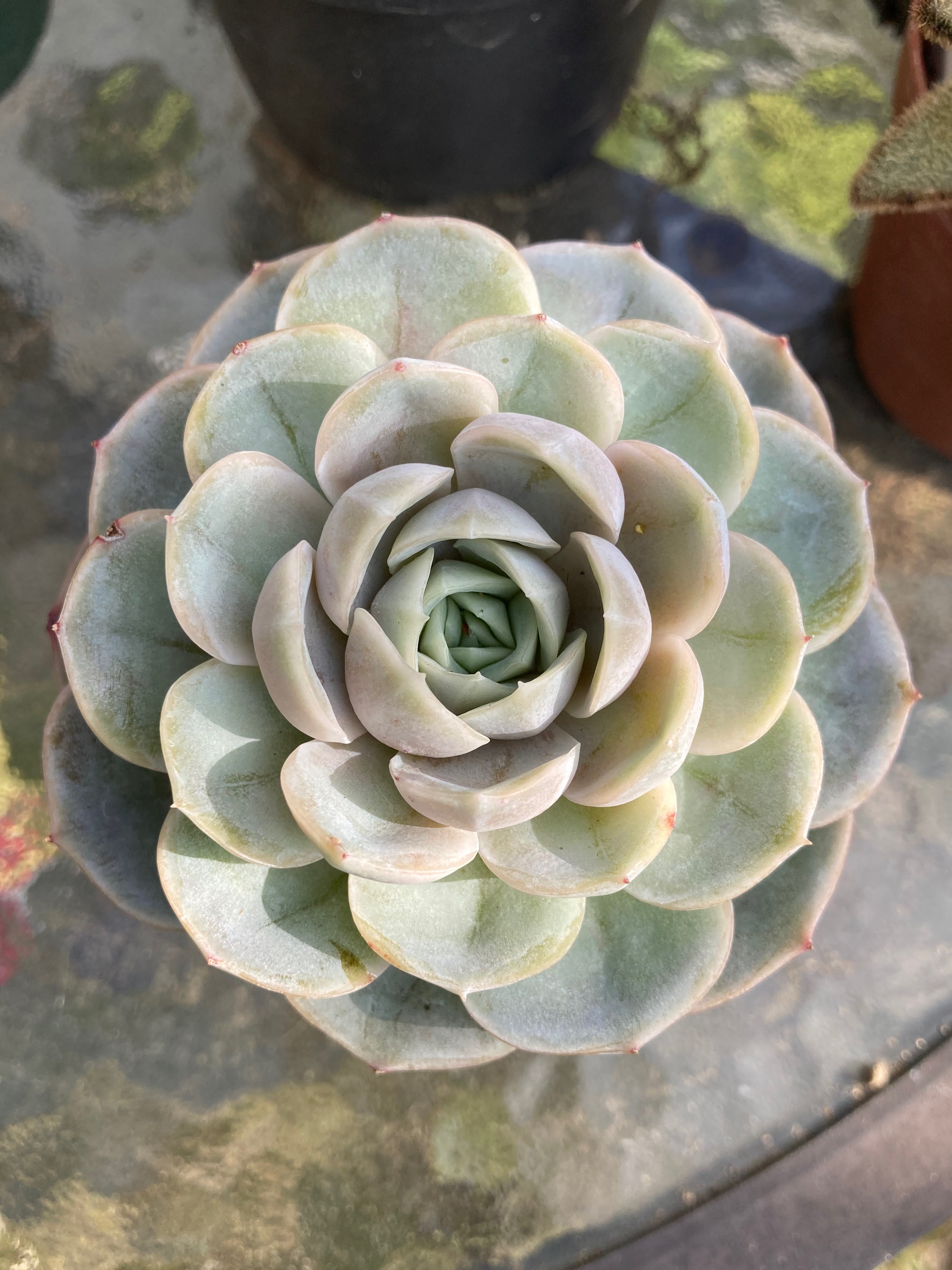 多肉植物エケベリア　ブルーサプライズ 多肉植物エケベリアブルーサプライズ