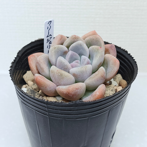 クリームゼリー【エケベリア 多肉植物】 多肉植物 エケベリア クリームゼリー【エケベリア 多肉植物】 多肉植物 エケベリア