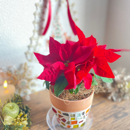   クリスマス　　　　ポインセチア 食器セット クリスマスツリー柄食器セット ホリー 松 パイン 食器16点セット