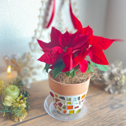クリスマス限定！！ポインセチア／ クリスマス 植木鉢 ポインセチア