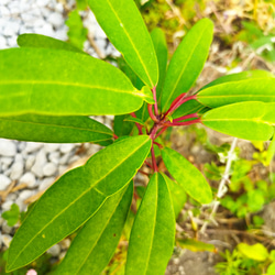 ゆずり葉 3000枚 Amazon | ユズリ葉（ユズリハ） | 植木