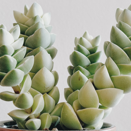 クラッスラ　紀の川錦　大小セット　多肉植物 とても貴重なマーブルの紀の川「クラッスラ 紀の川錦」 デスクトップに