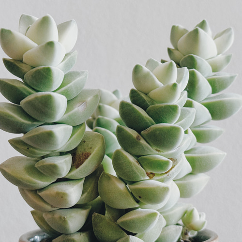 とても貴重なマーブルの紀の川「クラッスラ 紀の川錦」 デスクトップに