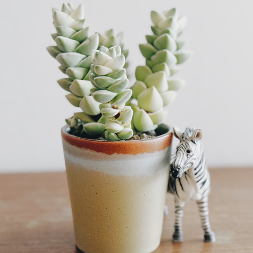 とても貴重なマーブルの紀の川「クラッスラ 紀の川錦」 デスクトップに