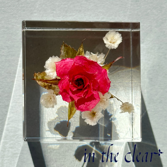 植物標本　ピンクの薔薇とかすみ草　４センチキューブ 5枚目の画像