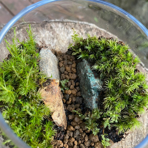 オーダメイド 苔リウム「苔道」 テラリウム こけらモス 通販