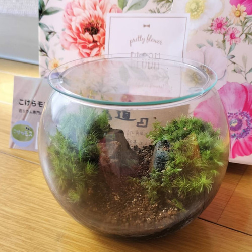 ❣️苔アート❣️ハラダ様オーダー専用❣️苔リューム❣️送料込み❣️ ✳︎✳︎ オーダー苔テラリウム✳︎✳︎ リピータ様からのご注文