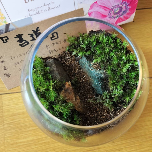 ❣️苔アート❣️ハラダ様オーダー専用❣️苔リューム❣️送料込み❣️ ✳︎✳︎ オーダー苔テラリウム✳︎✳︎ リピータ様からのご注文