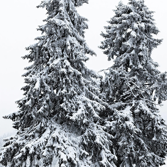 【冬 景色 アートポスター】雪 木 風景写真 インテリア雑貨 クリスマスツリー 北欧 飾り モダンアート 壁掛け 3枚目の画像