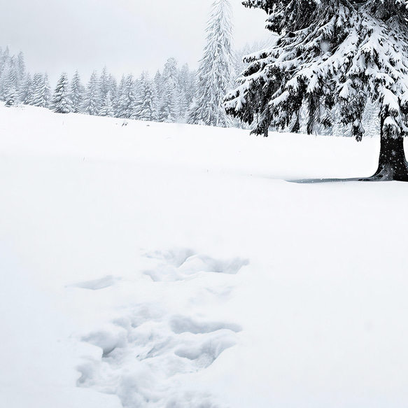 【冬 景色 アートポスター】雪 木 風景写真 インテリア雑貨 クリスマスツリー 北欧 飾り モダンアート 壁掛け 4枚目の画像