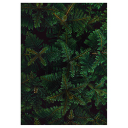 【ボタニカル アート ポスター】緑 壁掛け インテリア雑貨 モダン 飾り物 クリスマスツリー モミの木 1枚目の画像