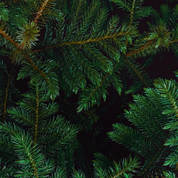 【ボタニカル アート ポスター】緑 壁掛け インテリア雑貨 モダン 飾り物 クリスマスツリー モミの木 2枚目の画像