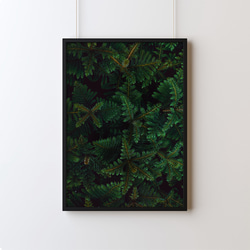 【ボタニカル アート ポスター】緑 壁掛け インテリア雑貨 モダン 飾り物 クリスマスツリー モミの木 3枚目の画像