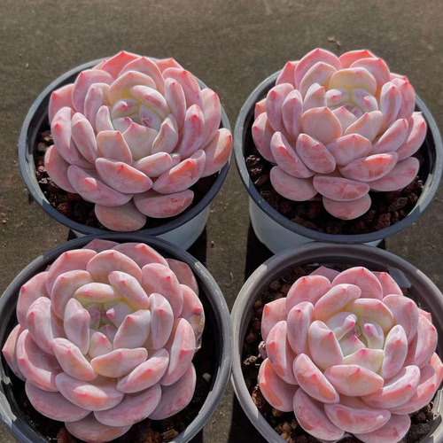 多肉植物 寄せ植え そのまま飾れる♡.*゜リース♡*°オレンジNo.1 多肉植物 寄せ植え そのまま飾れる♡.*゜リース♡*°オレンジ - メルカリ