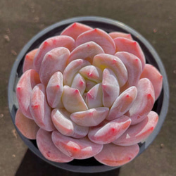色落ち特価 多肉植物 エケベリア ゼリーオレンジモンロー 7-8cm 大株