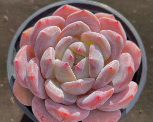 色落ち特価 多肉植物 エケベリア ゼリーオレンジモンロー 7-8cm 色落ち特価 多肉植物 エケベリア ゼリーオレンジモンロー 7-8cm