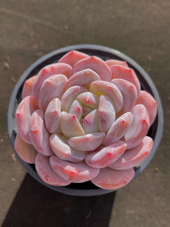 多肉植物　エケベリア　販売会　momoページ 多肉植物 エケベリア 7種セット cc3 抜き苗 - メルカリ