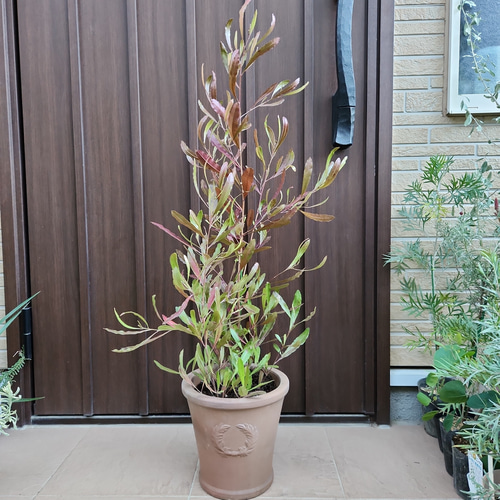 ドドナエア　ドドナエア 雌株　ドドナエア苗　ドドナエア ８号鉢鉢植え ドドナエア ドドナエア 雌株 ドドナエア苗 ドドナエア 8号鉢