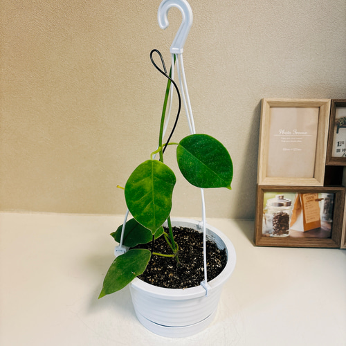 現品］【超希少】1番 ホヤ ラウテルバチー ローテルバチー 観葉植物