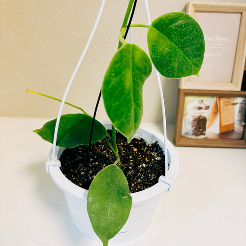 現品］【超希少】1番 ホヤ ラウテルバチー ローテルバチー 観葉植物