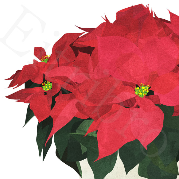 アート ポスター / Poinsettia No.2　おしゃれインテリア・北欧、モノトーン好きの方に☆ 5枚目の画像