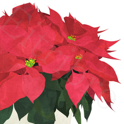 アート ポスター / Poinsettia No.2　おしゃれインテリア・北欧、モノトーン好きの方に☆ 6枚目の画像