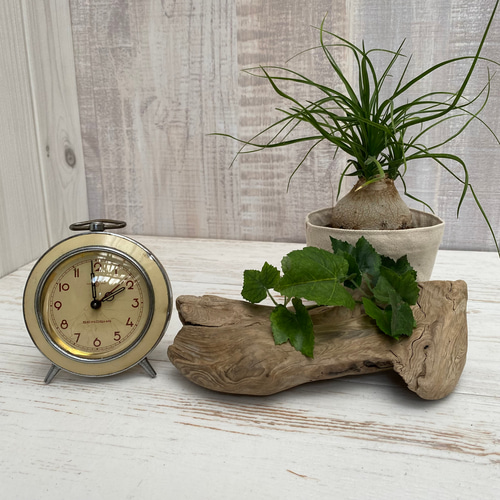 流木インテリア オブジェ 1070100017 その他インテリア雑貨 Umibe no