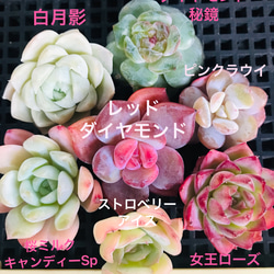 78【韓国苗】100苗 特可愛い 多肉植物 多種類お得なセット苗 女王の麦精品苗 165【韓国苗】90苗 特可愛い 多肉植物 多種類お得なセット苗