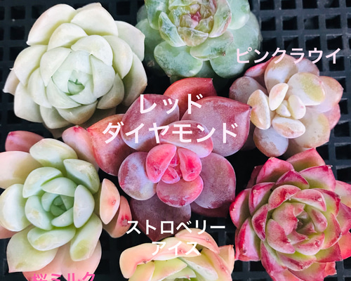 ⑦韓国苗 多肉植物 エケベリア お得な詰め合わせセット 多肉植物