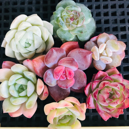 ⑦韓国苗 多肉植物 エケベリア お得な詰め合わせセット 多肉植物 ⑦韓国苗 多肉植物 エケベリア お得な詰め合わせセット 多肉植物