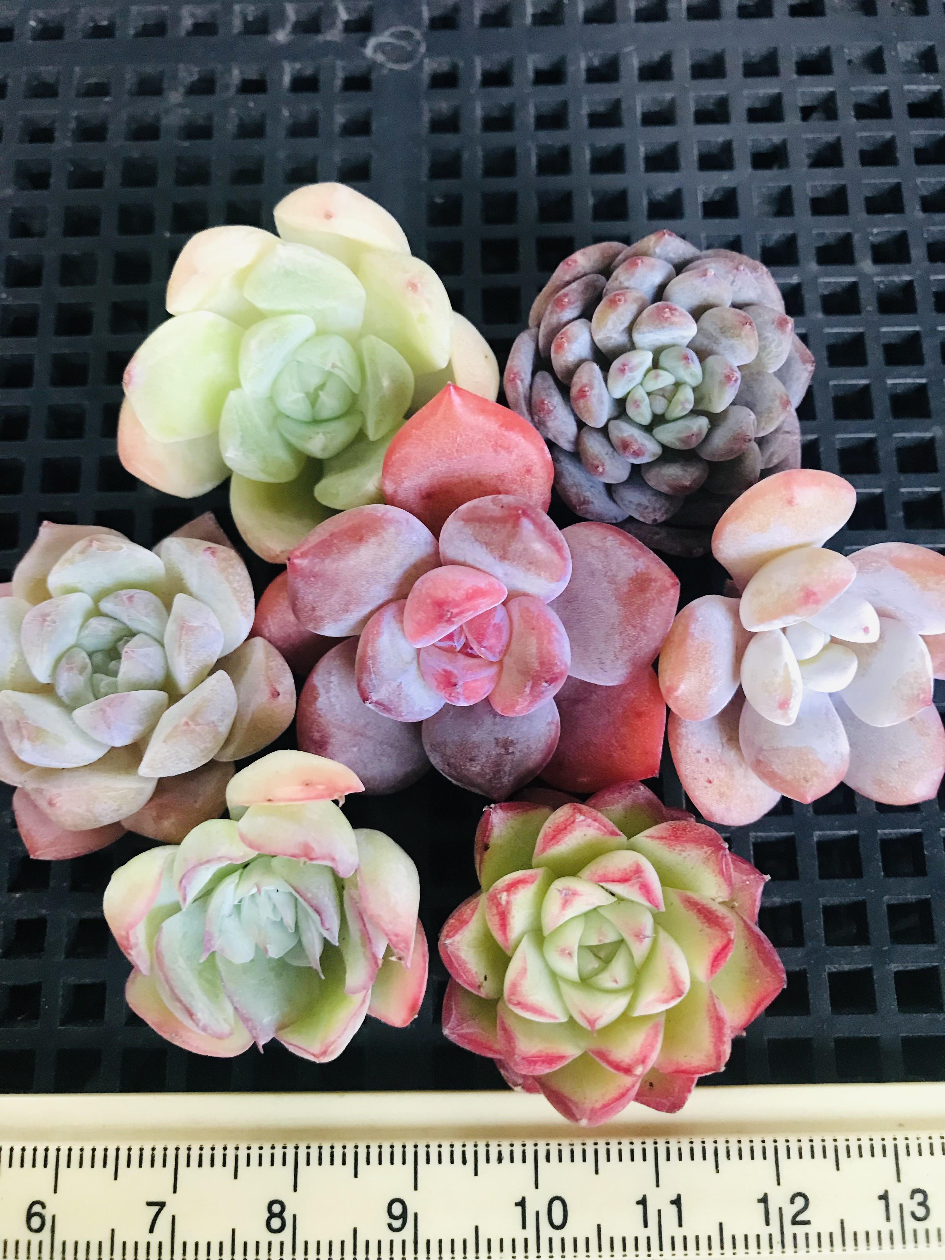 多肉植物 韓国苗 エケベリア MIX苗セット - メルカリ