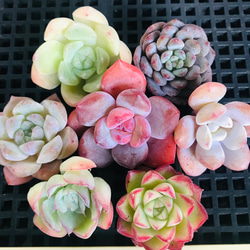 多肉植物 韓国苗 エケベリア MIX100苗セット 画像のセット 大量 韓国苗100苗詰め合わせセット 多肉植物 エケベリア 寄せ植え