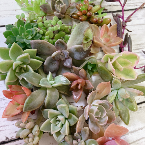 新入荷 多肉植物 エケベリア テレタビーズ 群生苗 4-5頭 抜き苗 新入荷 多肉植物 エケベリア テレタビーズ 群生苗 4-5頭 抜き苗